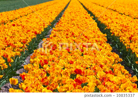 tulip field in holland 10835337