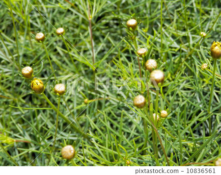 Itoba harushagiku · begins to bloom Itoba harushagiku · begins to bloom 10836561