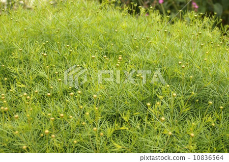 它bahjarushigiku·芽 10836564