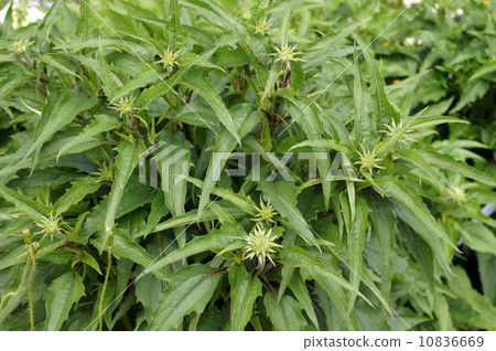 Echinace的萌芽 10836669