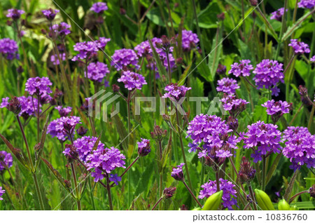 Shukon Converberna 10836760