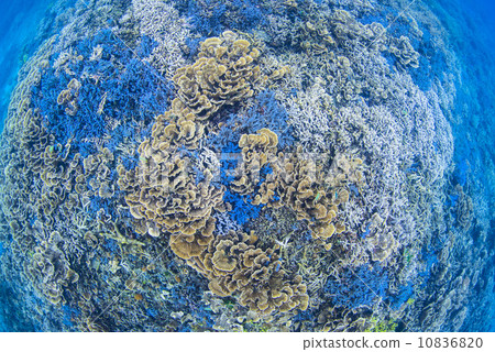 Underwater landscape 10836820