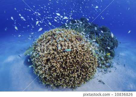 Underwater landscape Underwater landscape 10836826