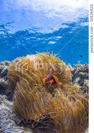 水下景觀 10836828