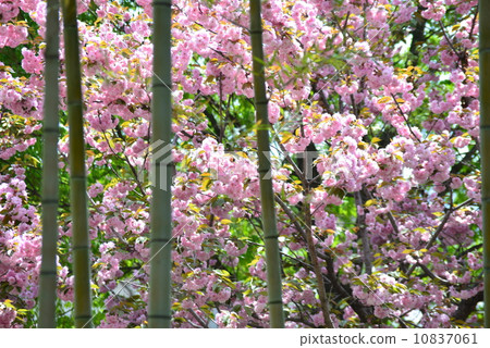 Bamboo and double cherry trees 10837061