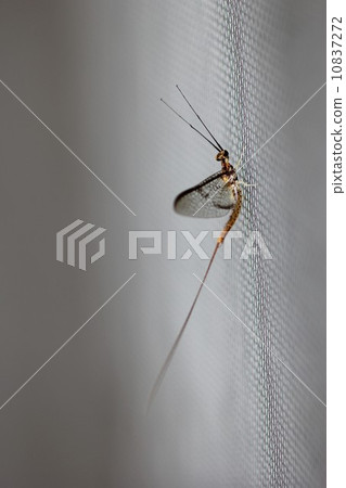 猴子行01 猴子行01 10837272