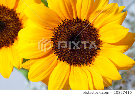 Sunflower up Sunflower up 10837410