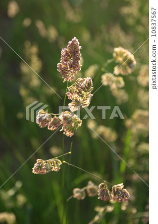 Gluttonous Gluttonous 10837567