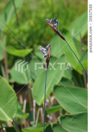 Water Canna leaves are similar to canna. Water Canna leaves are similar to canna. 10837588
