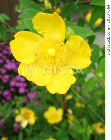 Hypericum·Hydo Coat(Oka kinkibai)金絲桃屬植物 Hypericum·Hydo Coat(Oka kinkibai)金絲桃屬植物 10837664