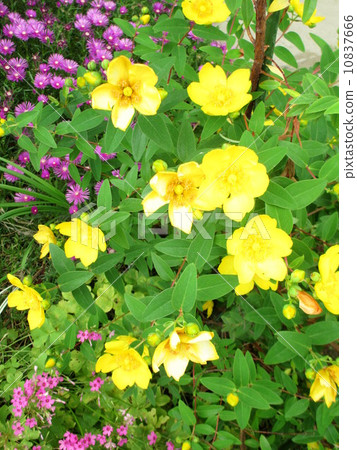 Hypericum·Hydo Coat（Oka kinkibai）金絲桃屬植物 10837666