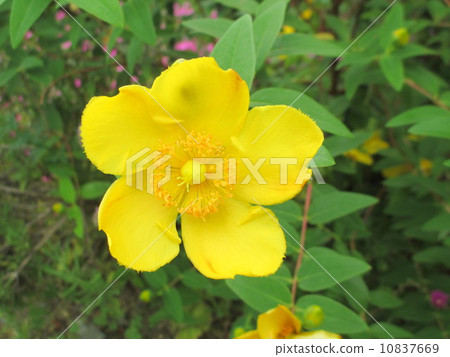Hypericum · Hydo Coat (Oka kinkibai) Hypericum 10837669