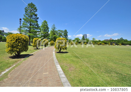 Tatsumi's Forest Ocean Park 10837805