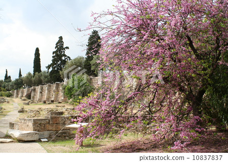 Temple of Zeus and flowers in Athens 10837837