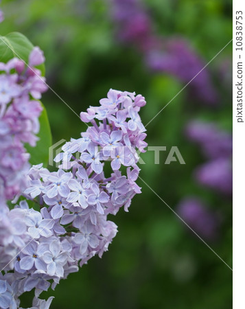 Lilac in full bloom 10838753