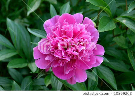 Close-up of peony in full bloom 10839268