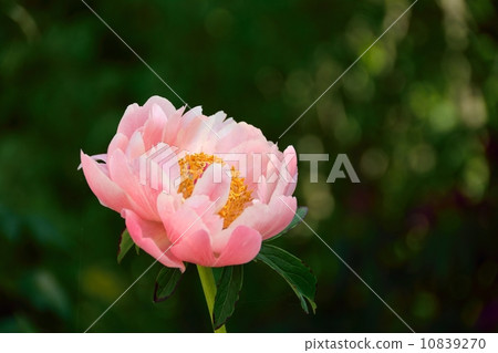 Close-up of peony in full bloom 10839270