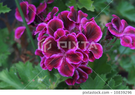 天竺葵研究生作者Piccola Merlot 10839296