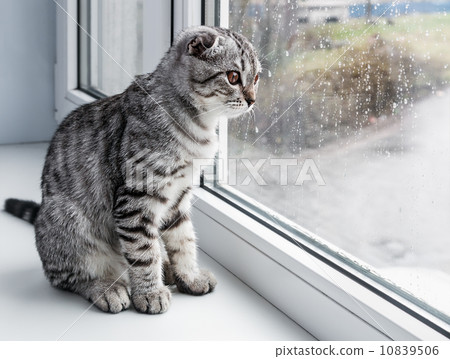 cat sits on a windowsill cat sits on a windowsill 10839506