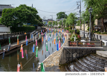 Carp streaming of the Tomoeagawa river 10839524