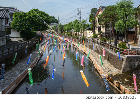 Carp streaming of the Tomoeagawa river 10839525