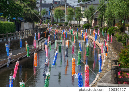 Tomoeagawa河的鯉魚流 10839527