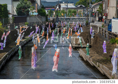 Tomoeagawa河的鯉魚流 10839528