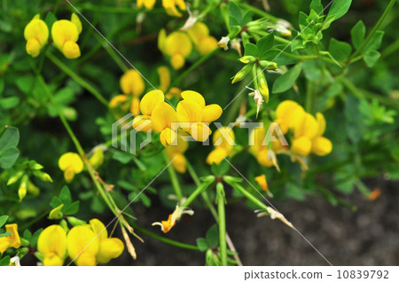 Miyako Kusa 10839792