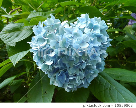 Heart's hydraulic hydrangea 10839802