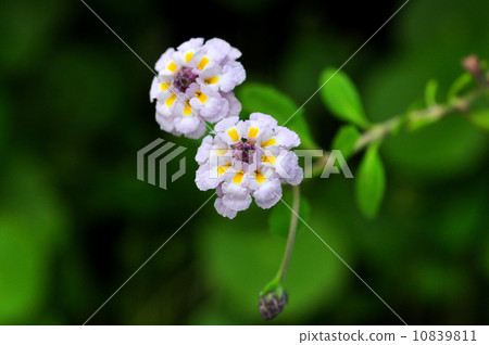 Himeiwadaresou 10839811
