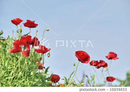 明亮的紅色鴉片和藍天拷貝空間 10839833