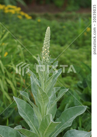 我叫Velvet Mosuika。 10839835