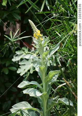 我叫Velvet Mosuika。 10839836