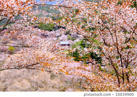 Kumano Kodo, Yoshino Senbonzakura in full bloom "100 Cherry Blossoms in Japan Cherry blossom viewing" (Viewing the Ryo Nihonji from the top 1,000) 10839900