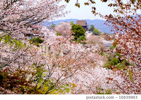 Kumano Kodo, full bloom Yoshino Senbonzakura "World Cultural Heritage" "Japan Cherry Blossom Hundred Selections" (From Hana Yagura to "World Cultural Heritage" "National Treasures" Zahedou Views) 10839903
