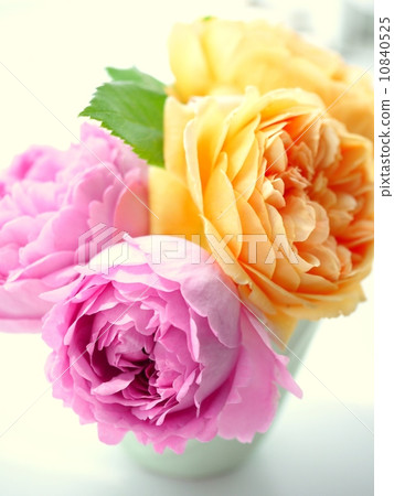 Apricot and pink English rose arrangement (high angle) 10840525