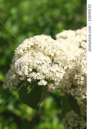 Viburnum Viburnum 10840533