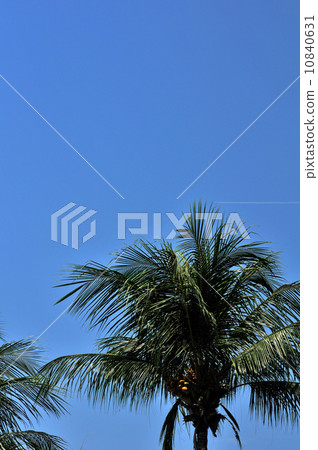 棕櫚樹 10840631