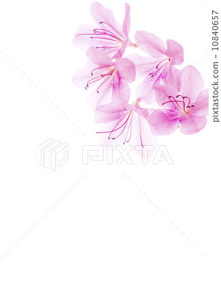 Satsuki Japanese style image 10840657