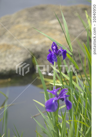 野生寶藏 10840950