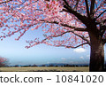 A cherry tree standing on a hill 1 10841020