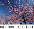 People who enjoy Kawazu cherry tree under blue sky 10841021
