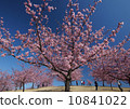 People who enjoy Kawazu cherry tree under blue sky 10841022