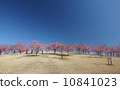 Hills and cherry blossoms and blue sky 10841023
