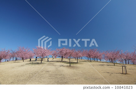 Hills and cherry blossoms and blue sky Hills and cherry blossoms and blue sky 10841023