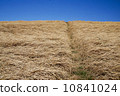 Banks, blue sky and baked grass 10841024