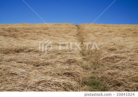Banks, blue sky and baked grass Banks, blue sky and baked grass 10841024