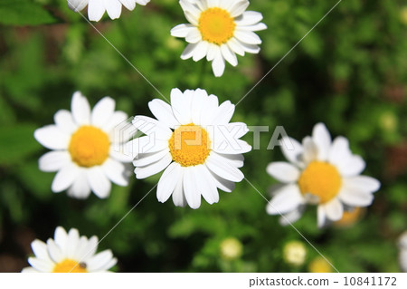 瑪格麗特 10841172