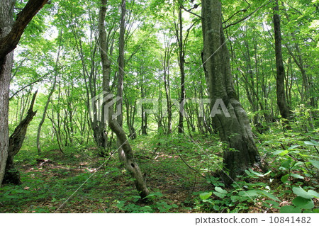 Beech forest 10841482