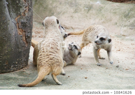 meerkat meerkat 10841626